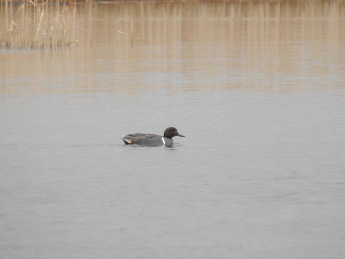 Green-winged Teal