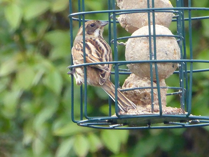 Reed Bunting