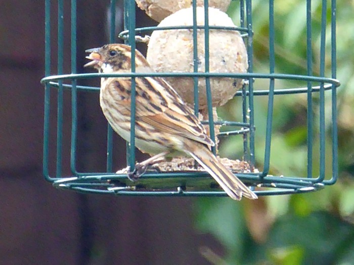 Reed Bunting