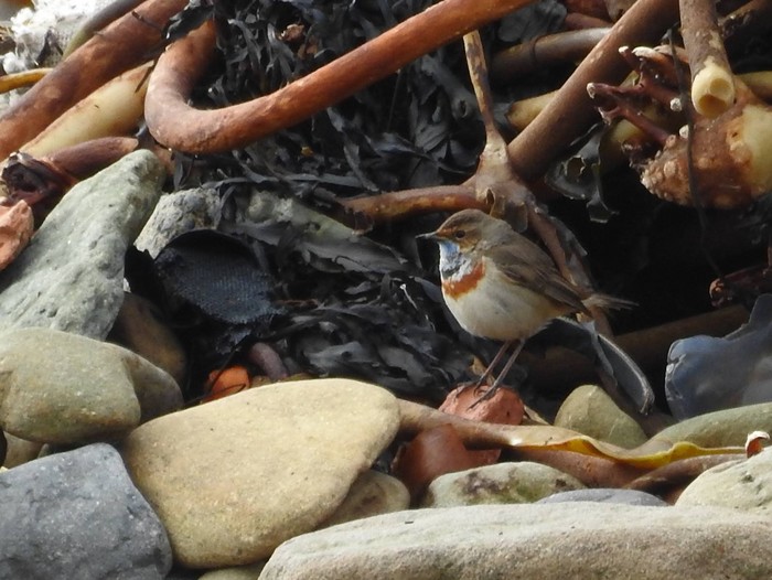 Bluethroat