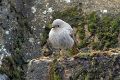 Black Redstart
