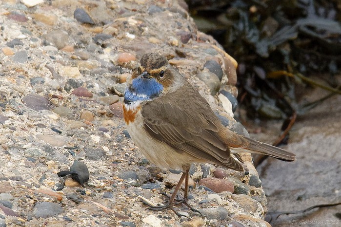 White-spotted Bluethroat