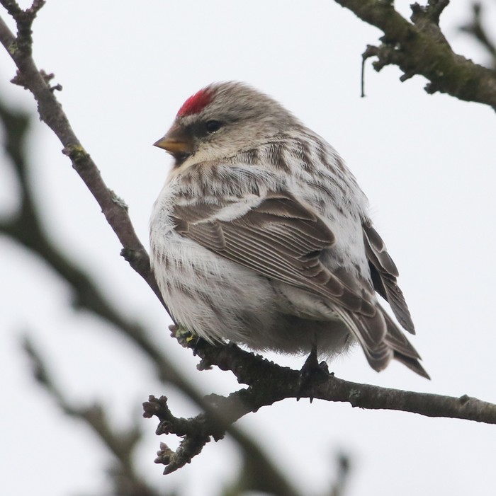 Coues's Arctic Redpoll