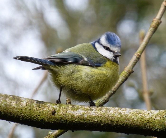 Blue Tit