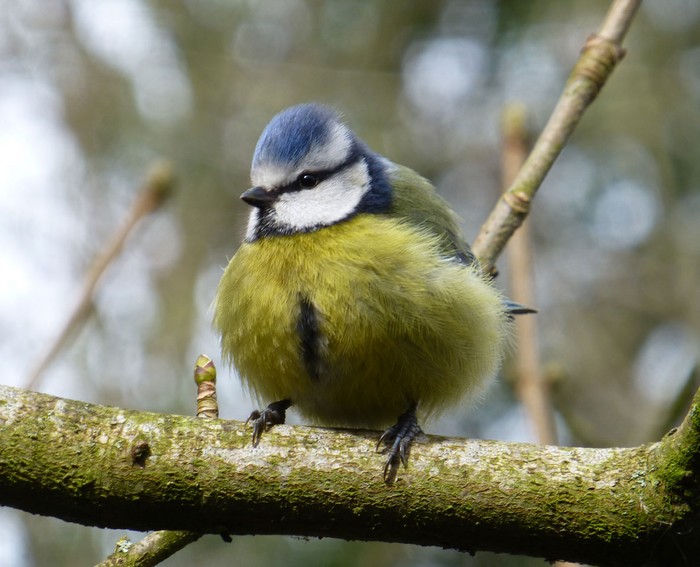 Blue Tit