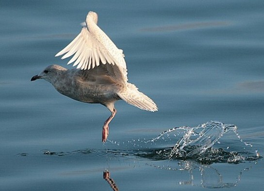 Iceland Gull