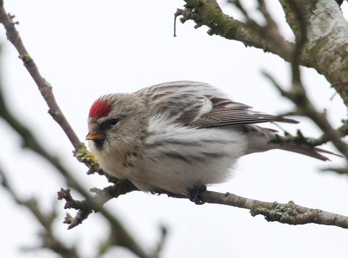 Coues's Arctic Redpoll