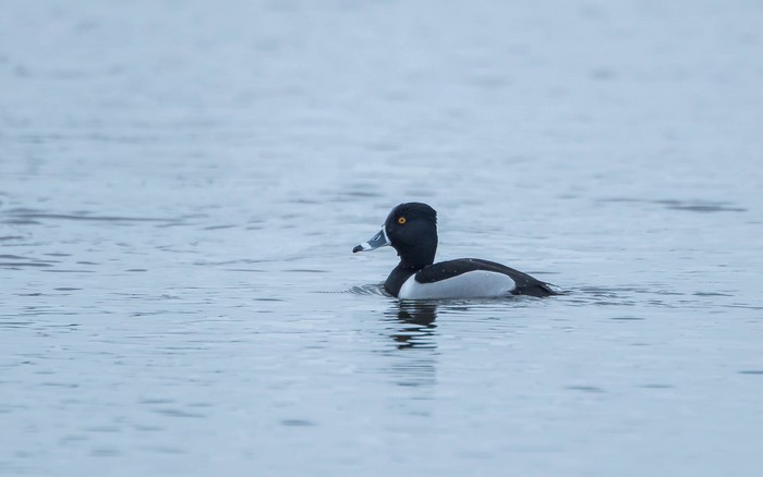 Ring-necked Duck