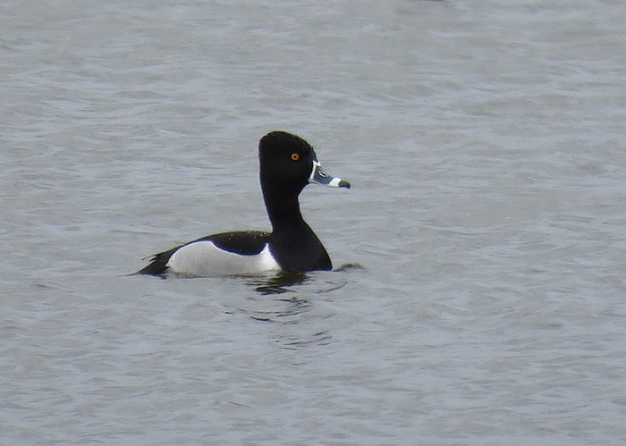 Ring-necked Duck