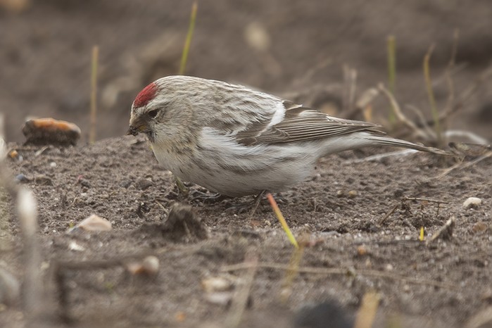 Coues's Arctic Redpoll