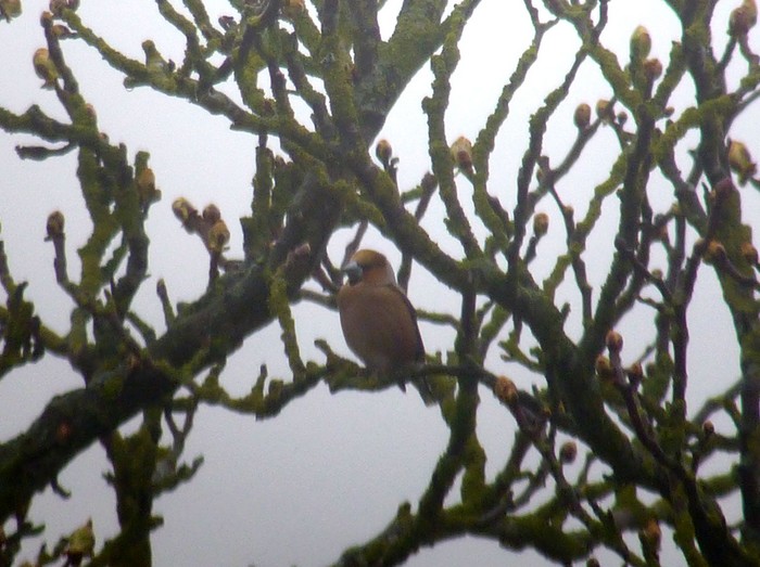 Hawfinch