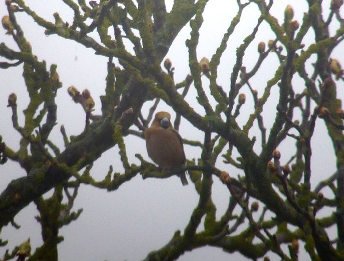 Hawfinch