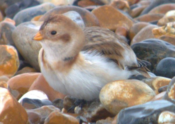Snow Bunting