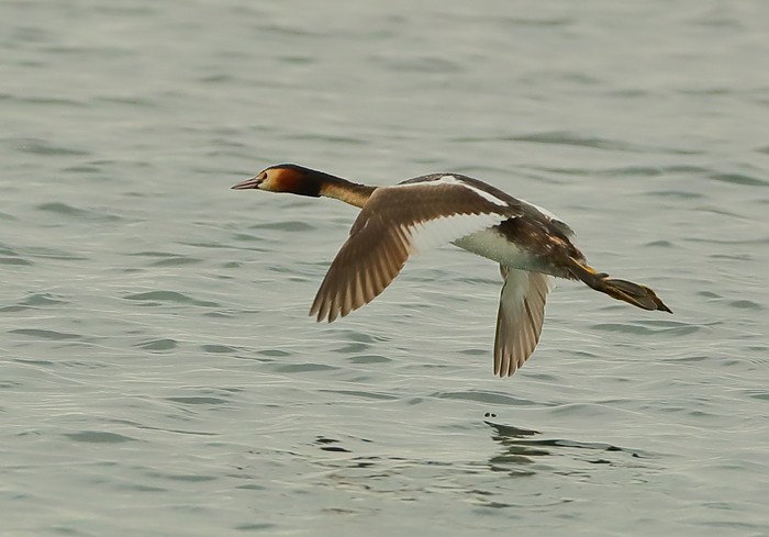 Great Crested Grebe