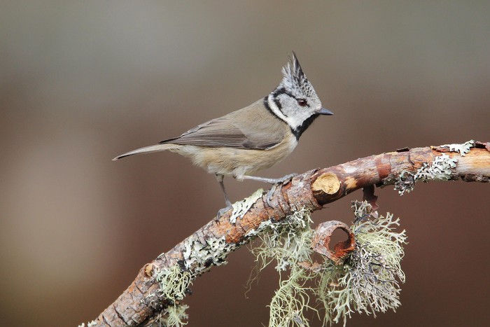 Crested Tit