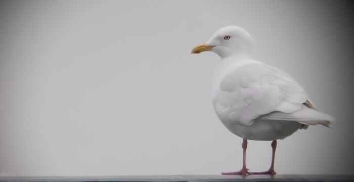 Iceland Gull