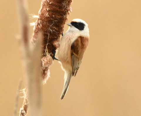 Penduline Tit