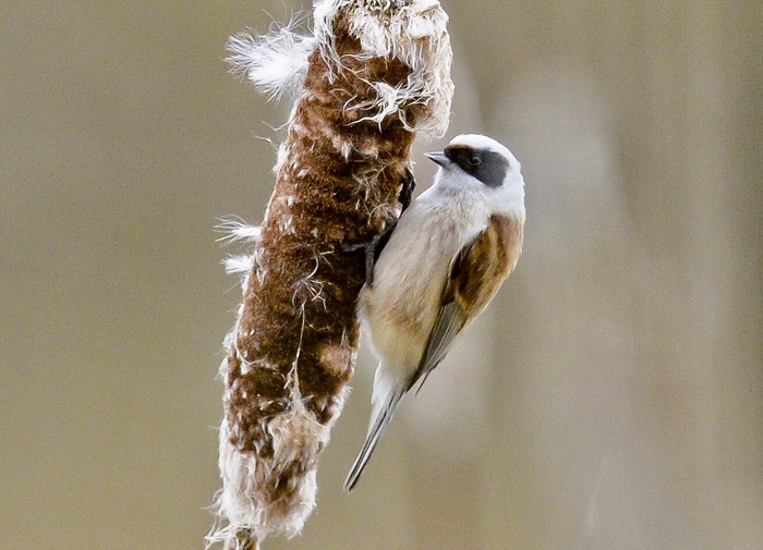 Penduline Tit
