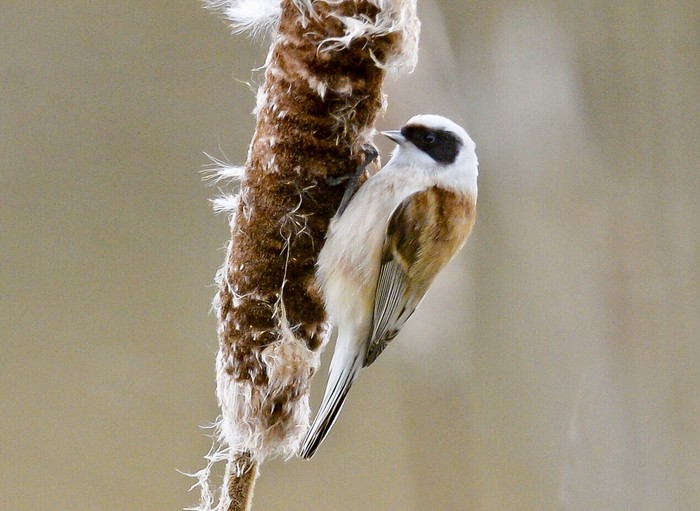 Penduline Tit