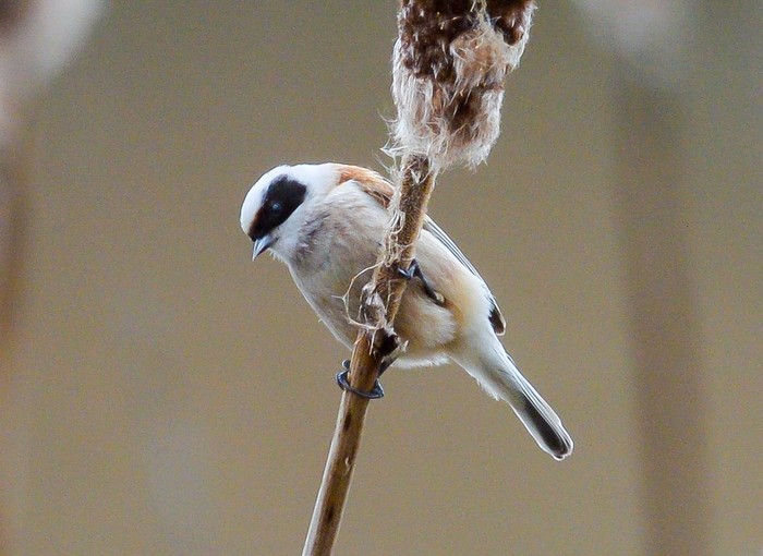 Penduline Tit