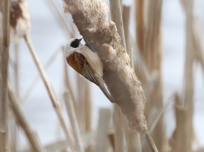 Penduline Tit