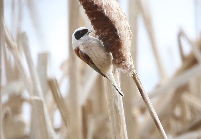 Penduline Tit