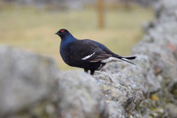 Black Grouse