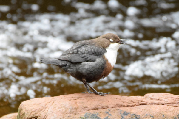 Dipper