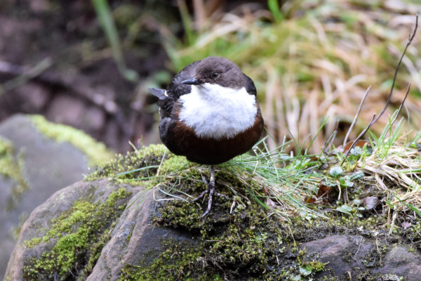 Dipper