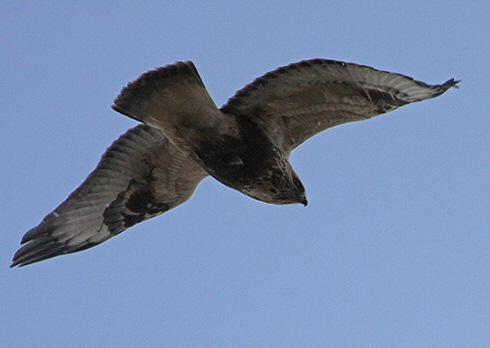 Rough-legged Buzzard