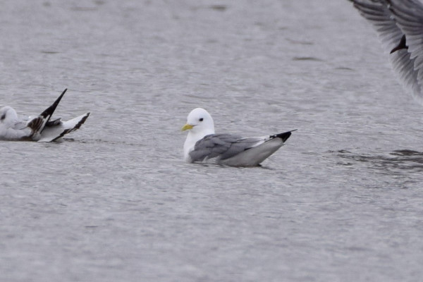 Kittiwake