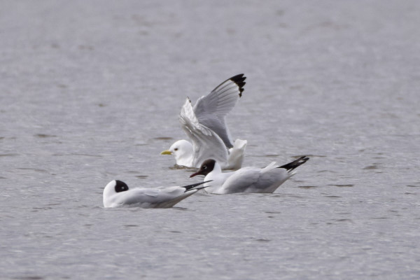 Kittiwake