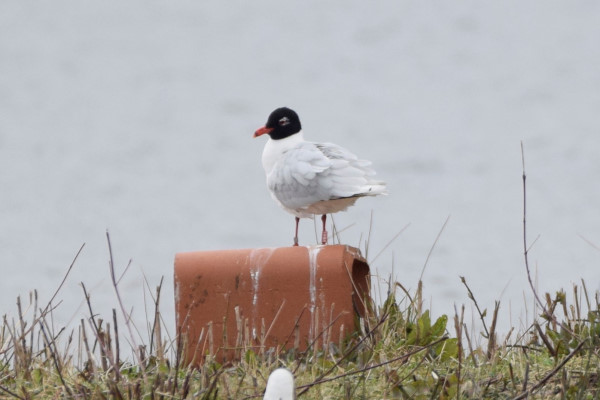 Mediterranean Gull