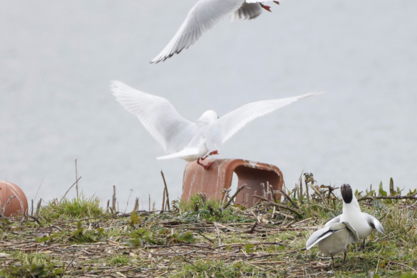 Mediterranean Gull