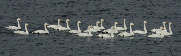 Whooper Swan