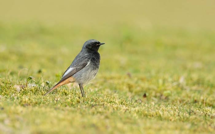 Black Redstart