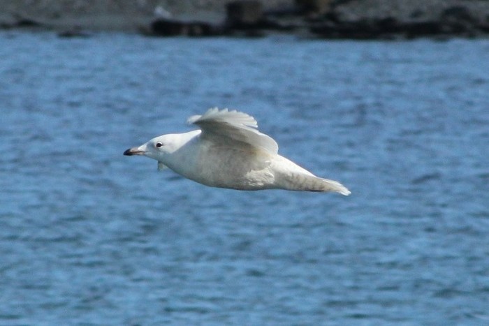 Iceland Gull