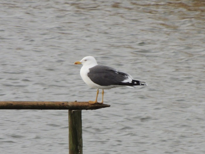 Lesser Black-backed Gull
