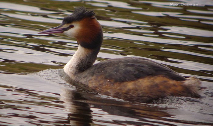 Great Crested Grebe