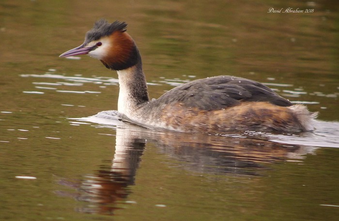Great Crested Grebe