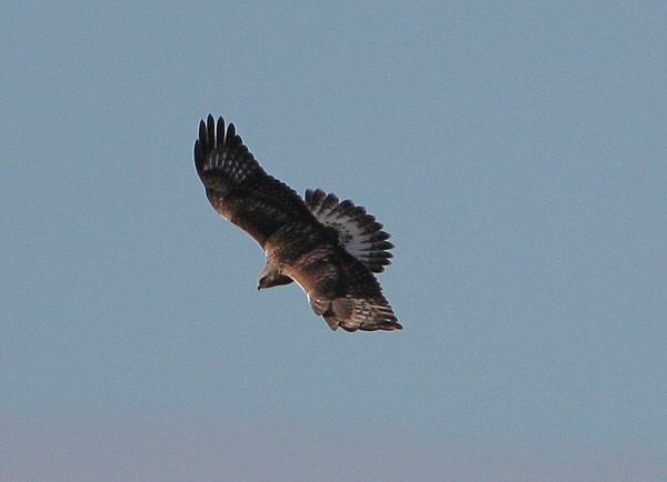 Rough-legged Buzzard