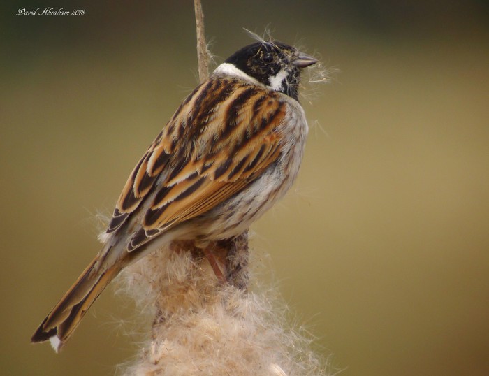 Reed Bunting