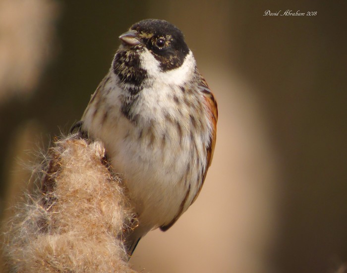 Reed Bunting