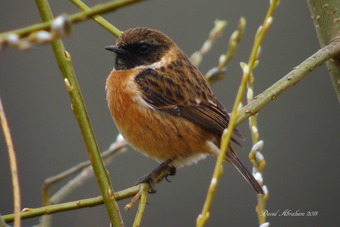 Stonechat