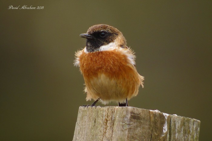 Stonechat