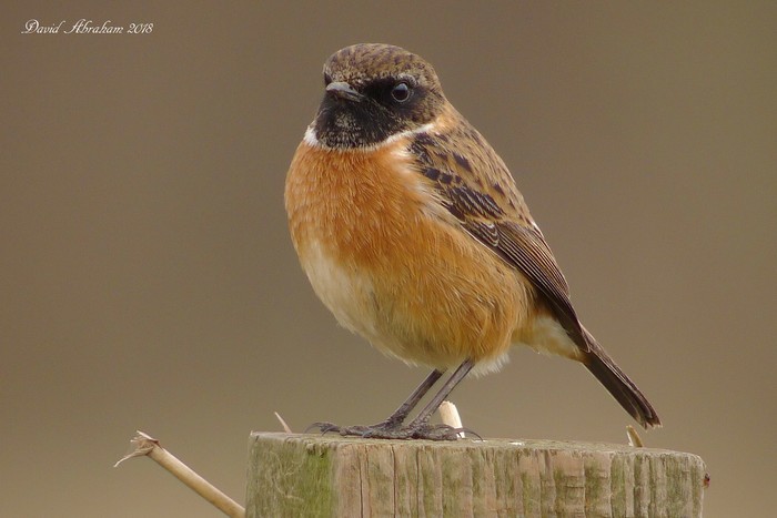 Stonechat