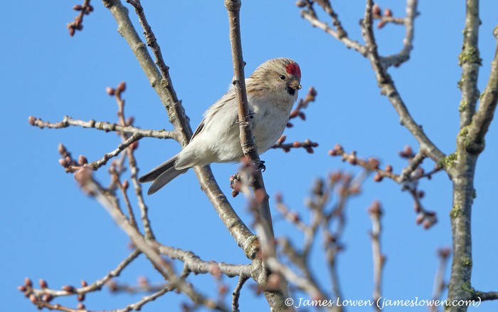 Coues's Arctic Redpoll