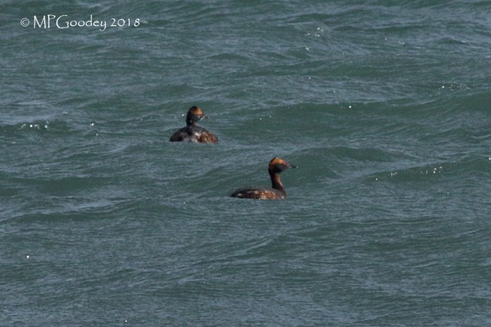 Slavonian Grebe