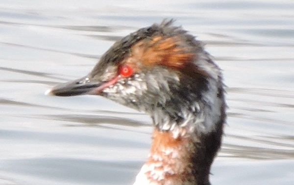 Slavonian Grebe