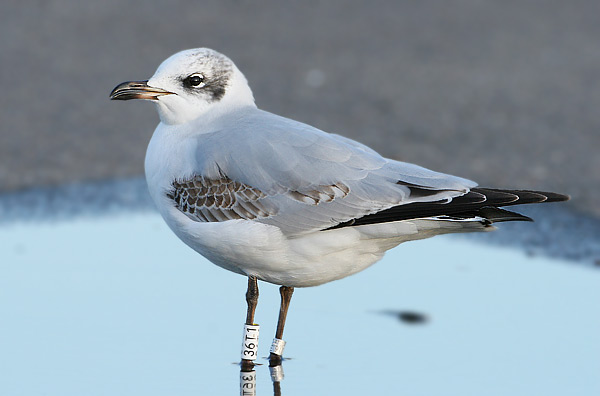 Mediterranean Gull